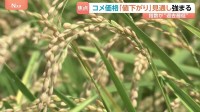 コメ価格“値下がりするとの見方”さらに強まる　新米価格の下落見通しも影響か　小売価格が値下がりしていくのかが焦点