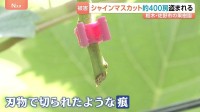 「一気に持っていかれて悲しい」果樹園でシャインマスカット約400房盗まれる　被害額は約80万円　栃木・佐野市