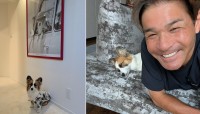 【 いぬ 】照英　愛犬パピコが愛犬テンのアロハシャツを着用「ジャストサイズ！」　ポスターとの2ショットにフォロワー「愛が受け継がれてますね」