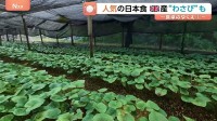 日本食定着のイギリス 記録的熱波で「わさび」が生育不良…こだわりの地元産に“異常気象”が直撃