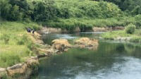 【速報】東京・昭島市の多摩川で50代男性が溺れ意識不明の重体　友人と釣りをしていて落とした竿を拾うため川に入ったか　警視庁昭島署