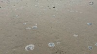 フランスの原発が“クラゲの大量発生”で一部運転停止　地球温暖化で去年も運転停止に…