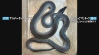 体長約2メートルのニシキヘビ2匹脱走　川崎市のマンション3階　逃げたのは「アルバーティスパイソン」オスとメスで毒はなし