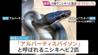 体長約2メートルのニシキヘビ2匹脱走 川崎市のマンション3階 逃げたのは「アルバーティスパイソン」オスとメスで毒はなし　警察などが捜索