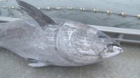 クロマグロの漁獲枠巡る交渉　18日に国際会議を再度開催へ