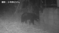 東京都でツキノワグマ狩猟が限定的に解禁へ　2027年度から