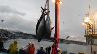 クロマグロ漁獲枠25%増で合意 反対していたメキシコが賛成に転じる　鈴木農水大臣「前進があった」