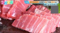 「クロマグロ」漁獲枠25％増で合意　今後価格はどうなる？【ひるおび】