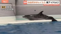 新アイドル登場！自由気ままなイルカの「ユキ」が大人気！