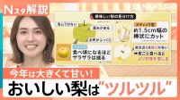 ことしの梨は1.5倍？大きくて甘い！ 大玉の方が甘くなりがち？ おいしい梨の見分け方＆切り方【Nスタ解説】