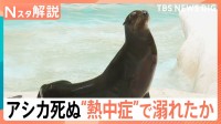 「暑さに慣れず」アシカが“熱中症”で溺死か　8月いっぱい“危険な暑さ”続く一因は南海上の台風【Nスタ解説】