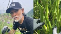 【片岡鶴太郎】巨大オクラを収穫「自然の恵みと、植物の生命力を感じる」山梨の畑で
