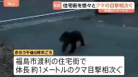 体長約1mのクマの目撃相次ぐ カメラ映像に住宅敷地内を悠々と歩く姿も 福島市