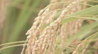 今年のコメの収穫量　半数以上の都道府県で平均「やや上回る」　政府の備蓄米買い戻しは約21万トンで最終調整