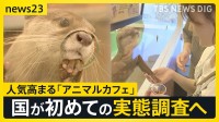 人気高まる「アニマルカフェ」に国が初めての実態調査へ “展示ルール”対応に差も…「動物福祉のリテラシーの向上を」【news23】