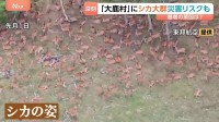 山肌を覆い尽くす大量のシカ…都市部にも！9月以降はさらに活動広がる？シカの食害被害で土砂崩れ警戒も
