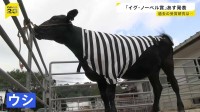 「イグ・ノーベル賞」4日発表 日本人の20年連続受賞なるか　ユーモアのある研究などに贈られる