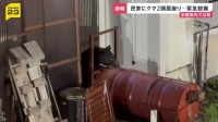 京都府内では初 民家にクマ居座り麻酔銃による緊急銃猟 親子とみられるツキノワグマ2頭 京都・舞鶴市