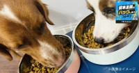 犬は12年で190万頭減、それでもペット市場が1.9兆円に伸びる理由　フードの出荷単価は11年で2倍に