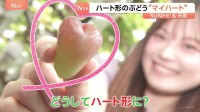 「ハート形になるぶどう？」　“マイハート”　シャインマスカットを交配してできた希少種　今が旬のぶどう狩り！「平山ぶどう園」千葉・香取市