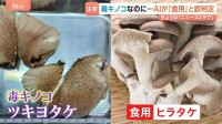 【毒キノコに注意】AI判定を信じて食中毒も　自己判断での採取は危険と自治体呼びかけ