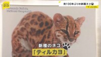 100年以上ぶり“新種のネコ”発見！その名は「ティルカヨ」 南米ボリビアに生息【news23】