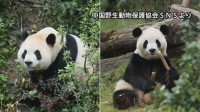【速報】パンダ2頭が米・アトランタに到着　中国国営の新華社通信が報じる