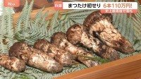 初せりで6本110万円！丹波篠山産「まつたけ」最高値で落札　例年より10日早く豊作の期待も　兵庫