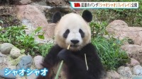 東京の上野動物園から返還の双子パンダ「シャオシャオ」「レイレイ」中国・四川省で公開 朝から多くの人が駆けつける