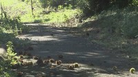 4歳と5歳の幼稚園児5人がハチに刺される　都内から“栗拾い”で訪れた園児　搬送もいずれも軽傷　横浜・緑区