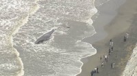 千葉・匝瑳市の座礁クジラ　さらに陸側に打ち上げられ衰弱　「暴れると危険」「近づかないで」と注意呼びかけ
