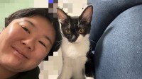 保護猫【 やす子 】〝60グラムの超未熟児〟ハチワレ猫を紹介　無事成長「もう2キロ近くあります！」