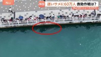 韓国・釜山　水路に迷いザメ？2週間でのべ60万人も訪れる人気者に 海洋警察は海への誘導作戦に奮闘するも大苦戦