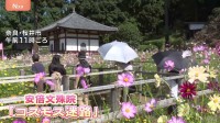 「クリアできませんでした！」約5万本のコスモス咲く「花の迷路」に親子ら挑戦 今年は難易度高め？11月上旬まで見頃　奈良・安倍文殊院