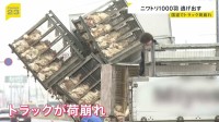 1000羽以上のニワトリ逃げ出し路上に…　約3000羽積んだトラックが荷崩れ　宮城・大崎市の国道