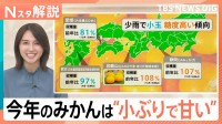 今年のみかんは小玉で糖度が高い　甘い見分け方と長持ちさせる保存術＆農家がAI活用などで「収入2倍」になった理由【Nスタ解説】