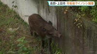 長野・上田市の市街地にイノシシ 市の職員や警察など出動し麻酔銃で捕獲 けが人なし