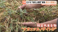 台風25号被害から1か月「田んぼとして使えなくなる」堤防決壊の千葉・印旛沼周辺で“地球上最悪の侵略的植物”が繁殖