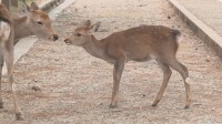 体の一部がない子ジカの死骸4体 奈良・東大寺や興福寺の境内などで発見相次ぐ 人による加害行為の可能性も