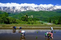 【長野県】白馬八方 酒米田植え体験ツアー(2024年5月25日開催)参加者募集【農業体験＆バーベキュー】