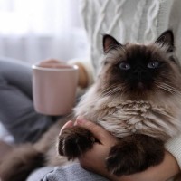 終末期の猫に飼い主がしてあげられる４つのこと