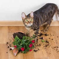 猫が『ペット可』物件で起こしやすいトラブル５つ