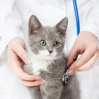猫を『動物病院』に連れて行くときに注意すべきマナー5つ