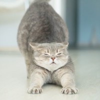 病気の可能性も？猫が早朝に飼い主を起こす理由と対策5つ