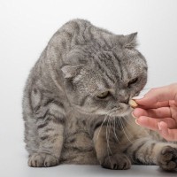 【危険！】猫に絶対『人間の薬』を与えてはいけない理由３つ