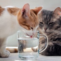 猫の下部尿路疾患(FLUTD)って何？5つの症状と予防法