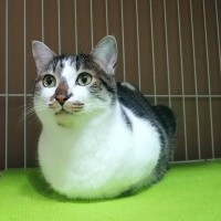 実は高音が好き？！猫の驚くべき『聴覚』にまつわる秘密5つ