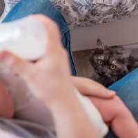 猫の『転嫁行動』とは？トラブルを防ぐ対策3つ