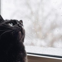 猫と雨の不思議な関係　猫が顔を洗うと本当に雨が降る？