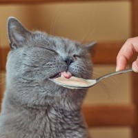 猫の食事管理は健康第一だが、『好物を作っておく』ことも必要